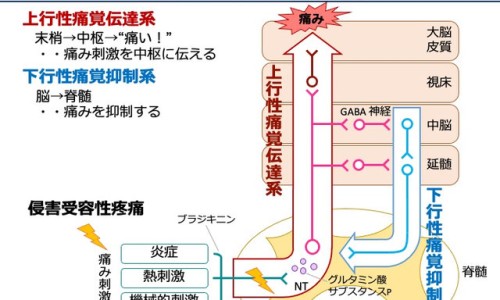 板蓝根颗粒孕妇能喝吗对胎儿有影响吗-板蓝根颗粒 孕妇-专业板蓝根颗粒是孕妇禁用的吗平台-板蓝根颗粒孕妇可以喝吗?